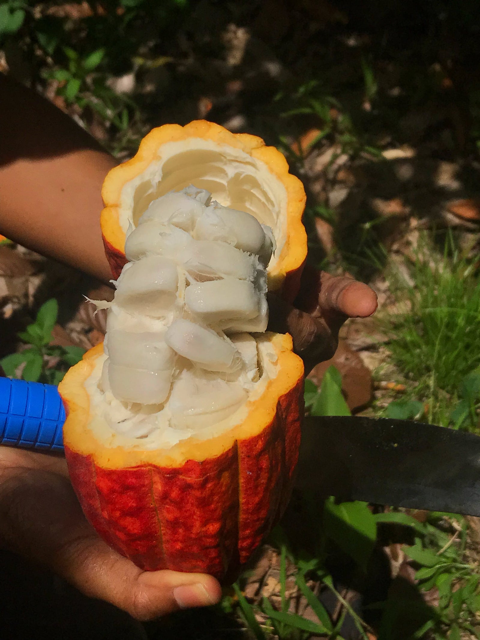 Unveiling The Bean-To-Bar Chocolate Process: Why It Matters